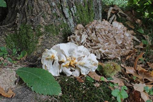 Hen of the woods