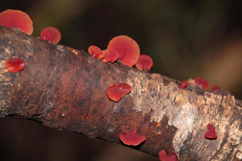 Alpine jelly cone
