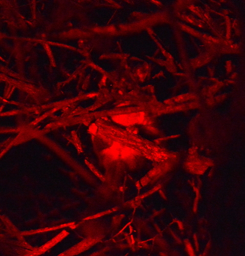 Leadbeater's Possum