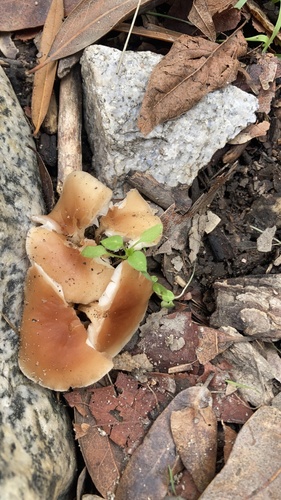 Oak-loving Gymnopus