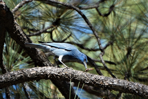 Pinyon Jay