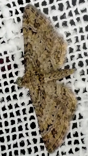 Double-striped Pug