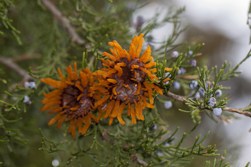 Cedar-apple rust