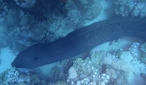Giant Moray