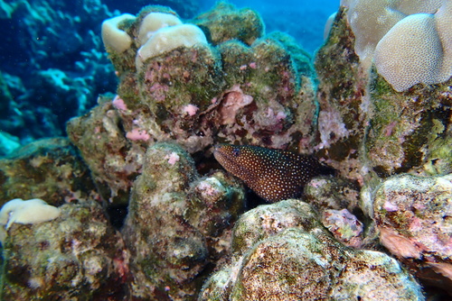 Whitemouth Moray