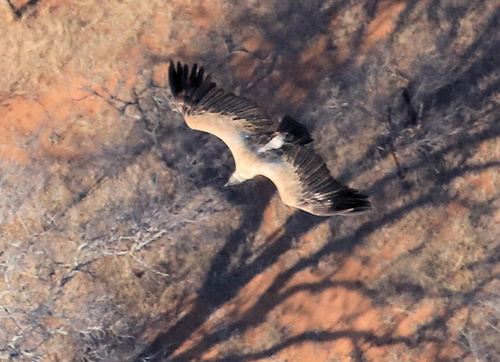 White-backed Vulture