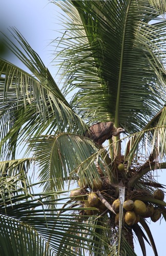 White-rumped Vulture