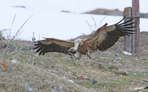 Eurasian Griffon