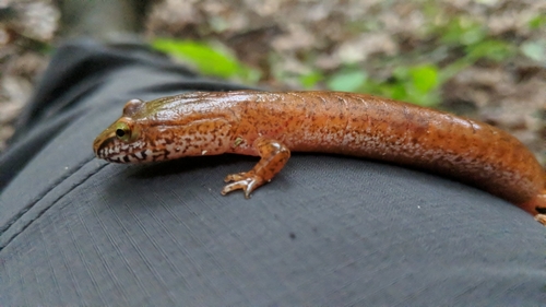 Spring Salamander