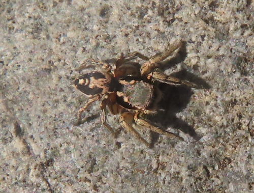 Habronattus pyrrithrix