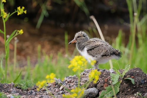 Eurasian Oystercatcher