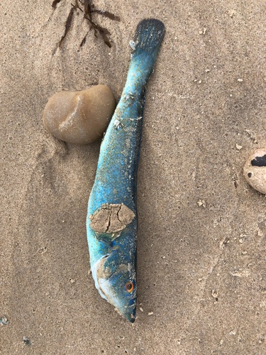 Blue Weed-whiting