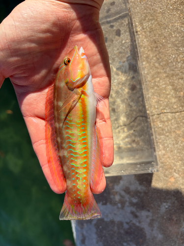 Slippery Dick
