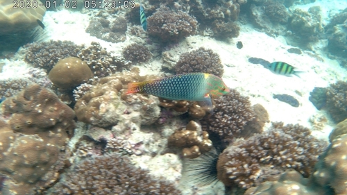 Checkerboard Wrasse