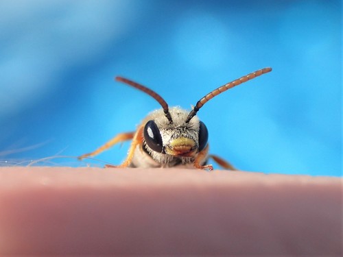 Ligated Furrow Bee