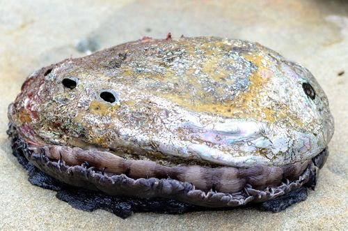 Red Abalone