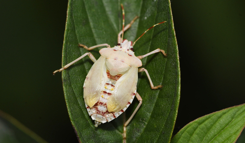 Brown Marmorated Stink Bug