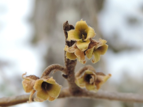 American witch-hazel