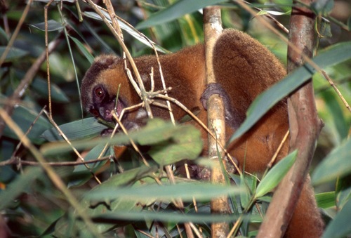 Golden Bamboo Lemur
