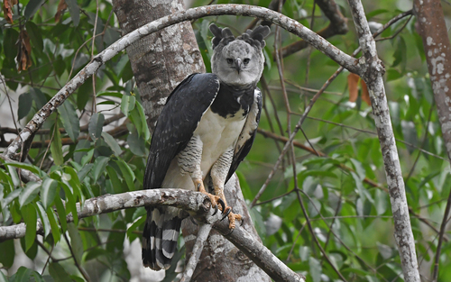 Harpy Eagle