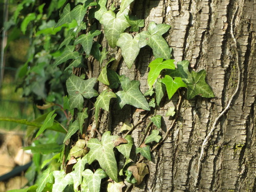 Common ivy