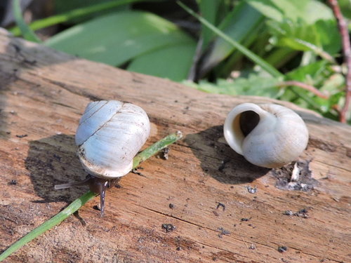 Globular Drop Snail