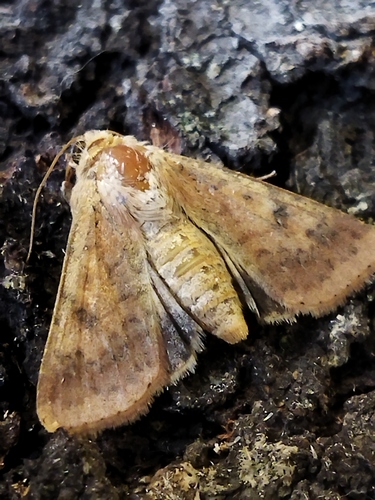 Cotton Bollworm Moth