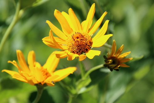 False sunflower