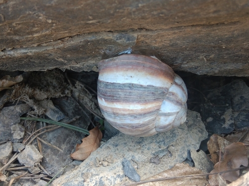 Turkish Snail