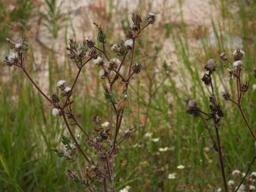 Bristly oxtongue