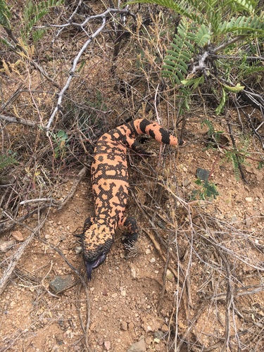 Gila Monster