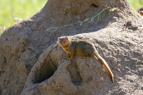 Common Dwarf Mongoose