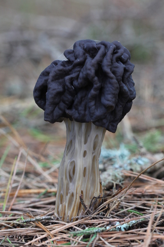Western Black Elfin Saddle
