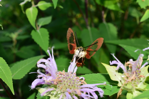 Hummingbird Clearwing