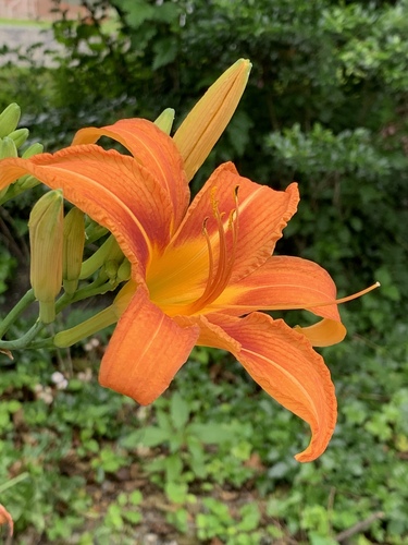 Orange day-lily