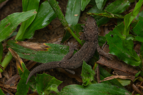 Oriental House Gecko