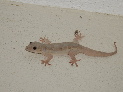 Northern House Gecko
