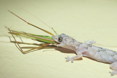 Tropical House Gecko