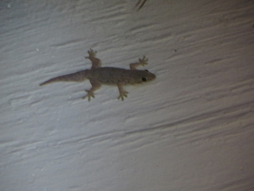 Flat-tailed House Gecko