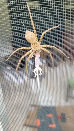 Mediterranean House Gecko