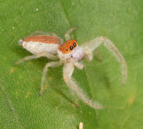 White-jawed Jumping Spider