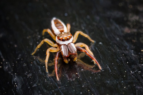 Common Hentz Jumping Spider