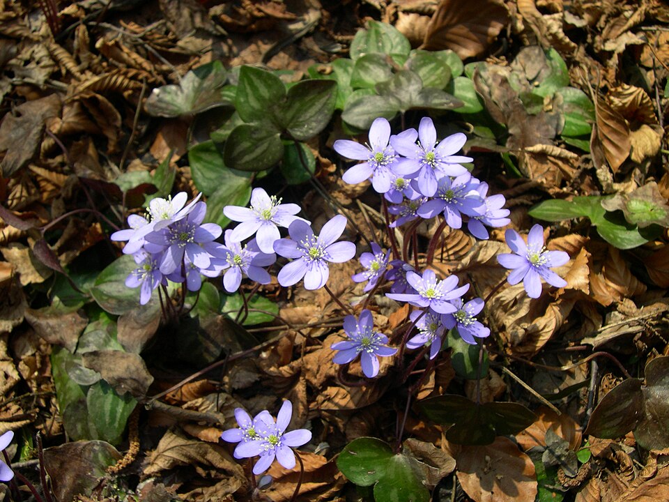Liverleaf