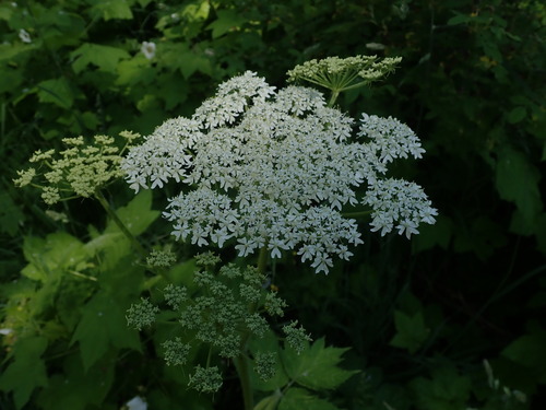 Common cowparsnip