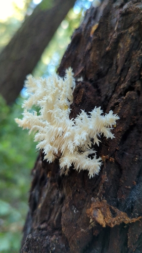 Coral tooth fungus