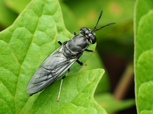Black Soldier Fly
