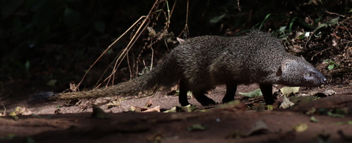 Egyptian Mongoose