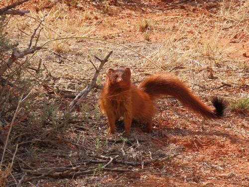 Common Slender Mongoose