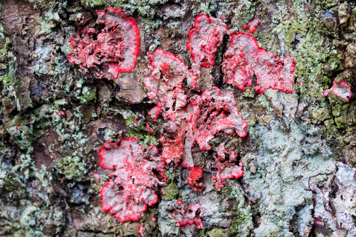 Christmas lichen