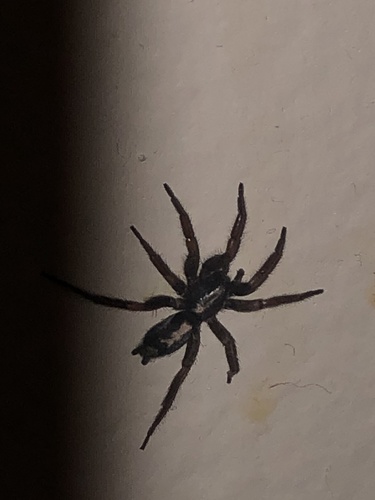 Eastern Parson Spider